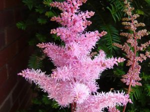 Astilbe 'Ice Cream'-0