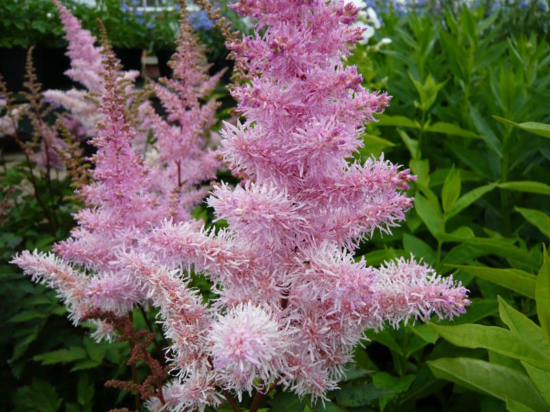Astilbe 'Ice Cream'-2426