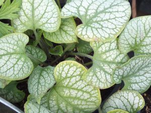 Brunnera macrophylla 'Jack Frost'-0