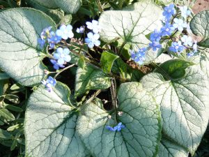 Brunnera macrophylla 'Looking Glass'-0