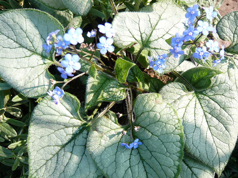 Brunnera macrophylla 'Looking Glass'-0
