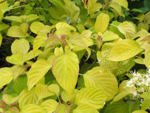 Cornus alternifolia 'Aurea'-0