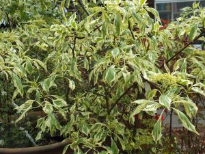 Cornus controversa 'Variegata'-0