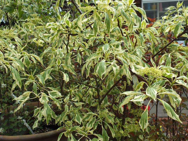 Cornus controversa 'Variegata'-0