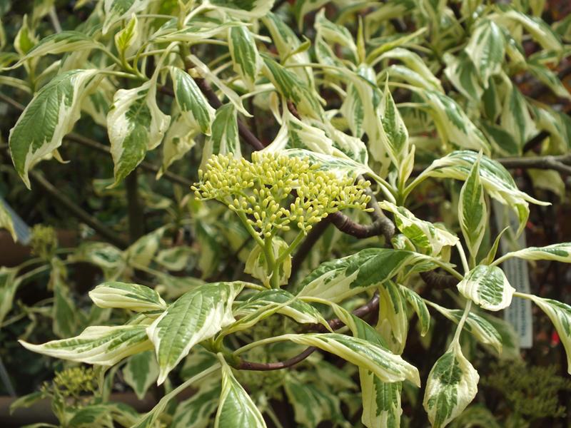 Cornus controversa 'Variegata'-4143