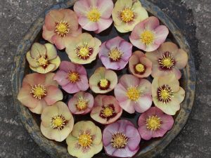 A New Generation of Hellebores (February 2014)