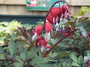 Dicentra spectabilis 'Valentine'-0