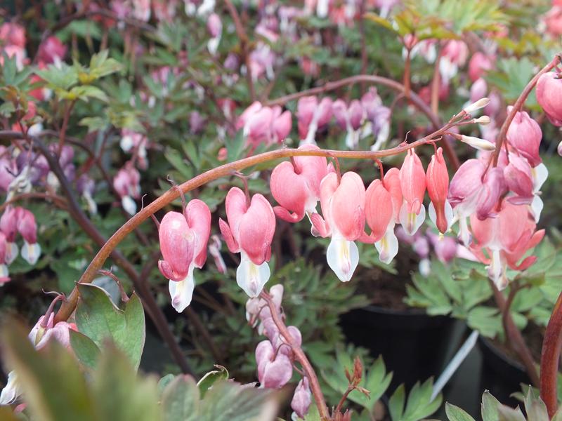 Dicentra spectabilis 'Valentine'-4367