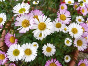 Erigeron karvinskianus 'Profusion' Mexican fleabane