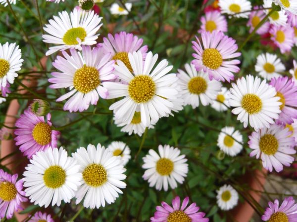 Erigeron karvinskianus 'Profusion' Mexican fleabane