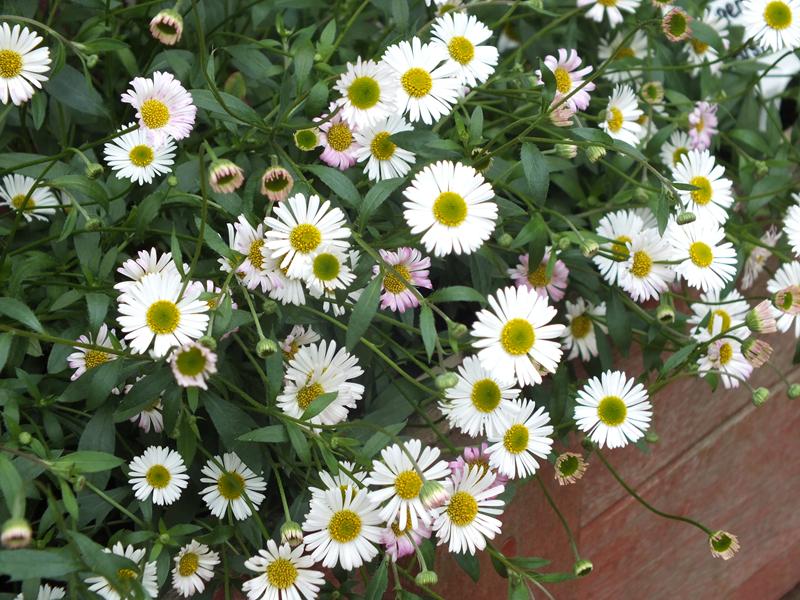 Erigeron karvinskianus 'Profusion' (1 litre pot)-4966