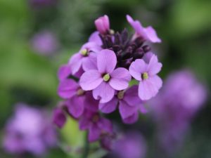 Erysimum 'Bowles Mauve'-0