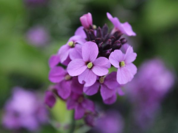 Erysimum 'Bowles Mauve'-0