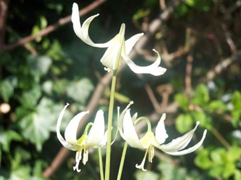 Erythronium oregonum-2668