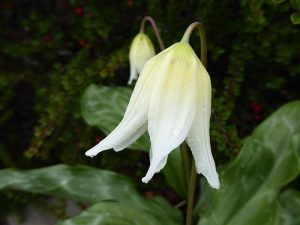 Erythronium californicum 'White Beauty’-0