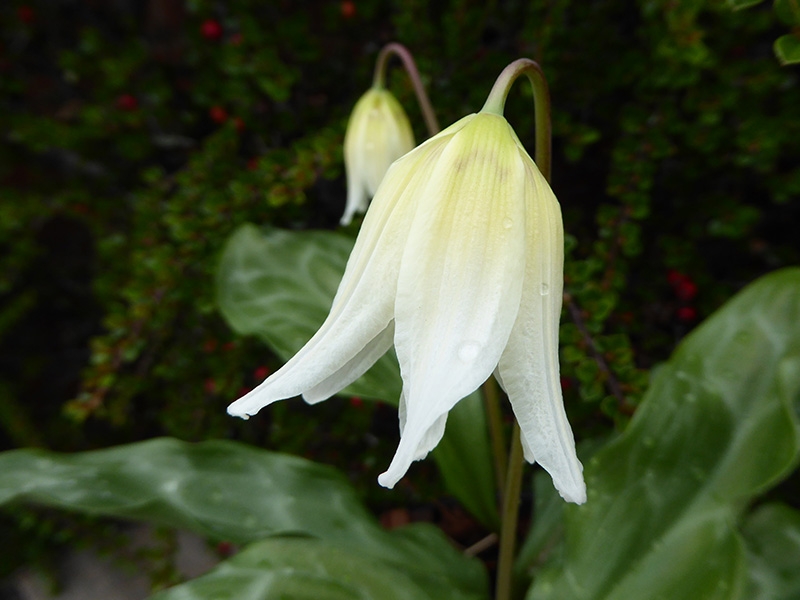 Erythronium californicum 'White Beauty’-0