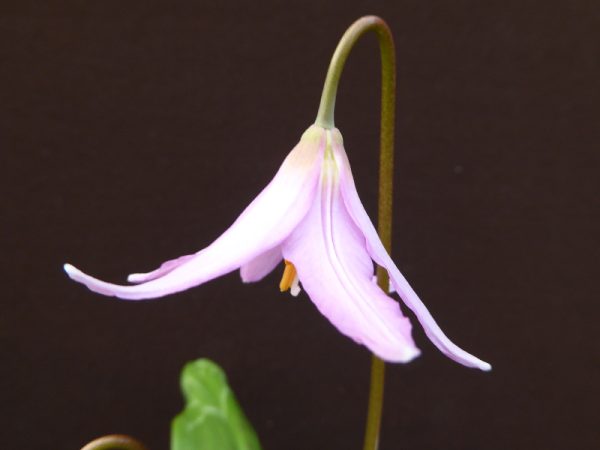 Erythronium ‘Knightshayes’ syn. 'Knightshayes Pink'-0