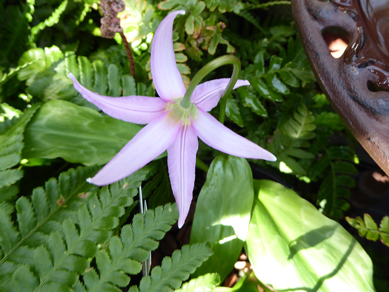 Erythronium ‘Knightshayes’ syn. 'Knightshayes Pink'-12850