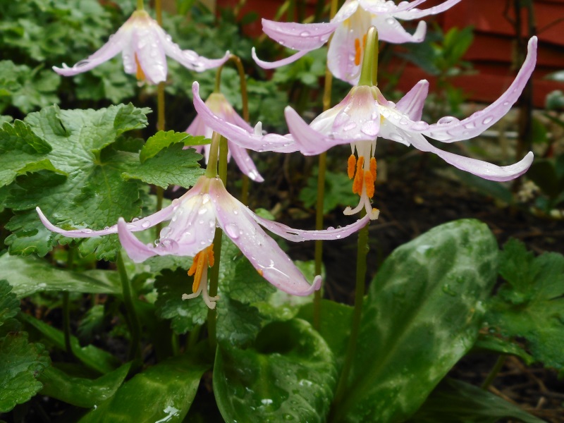 Erythronium ‘Knightshayes’ syn. 'Knightshayes Pink'-12889