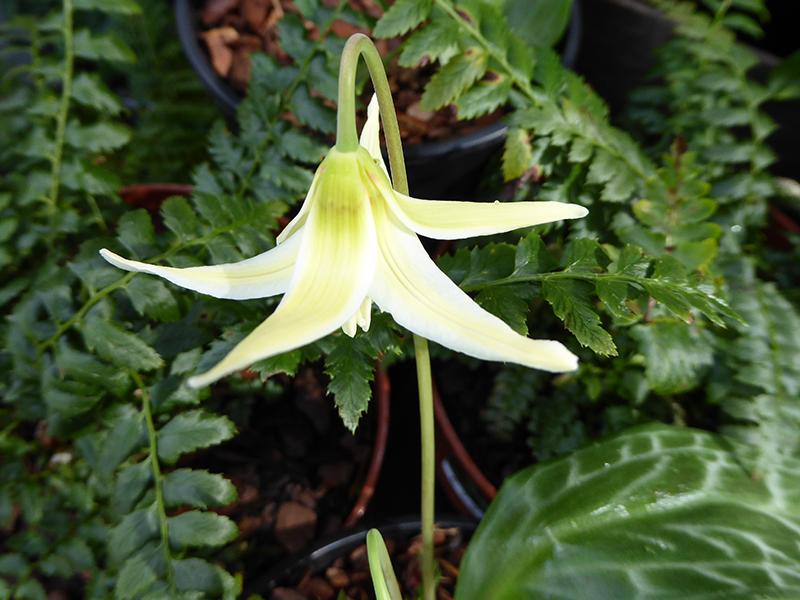 Erythronium oregonum-0