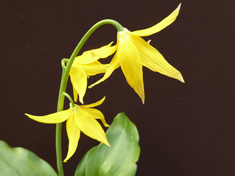 Erythronium ‘Spindlestone’-0