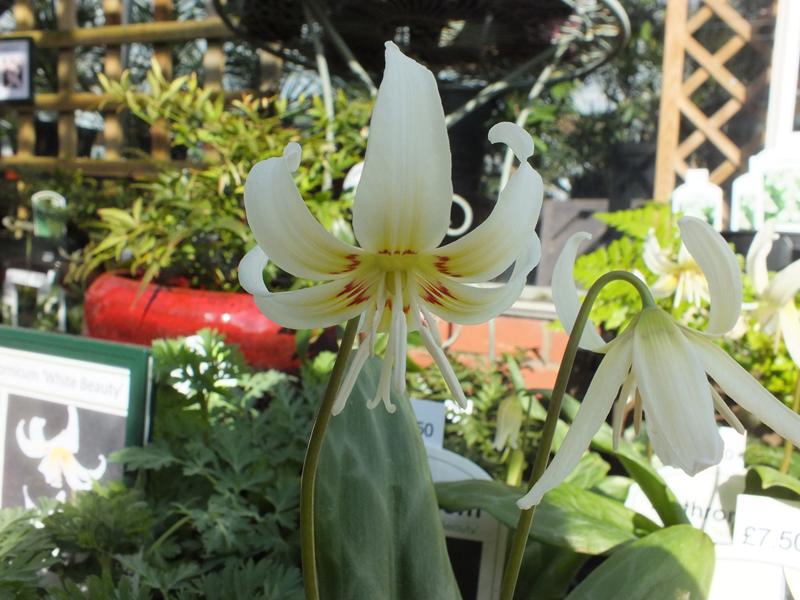 Erythronium californicum 'White Beauty’-2940