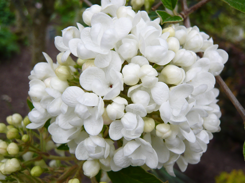 Viburnum 'Eskimo' -0