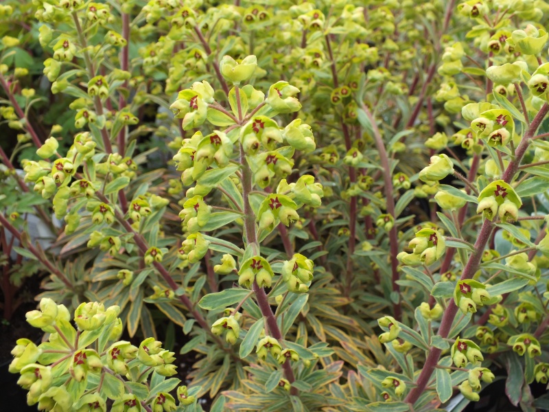 Euphorbia x martini 'Ascot Rainbow'-3655