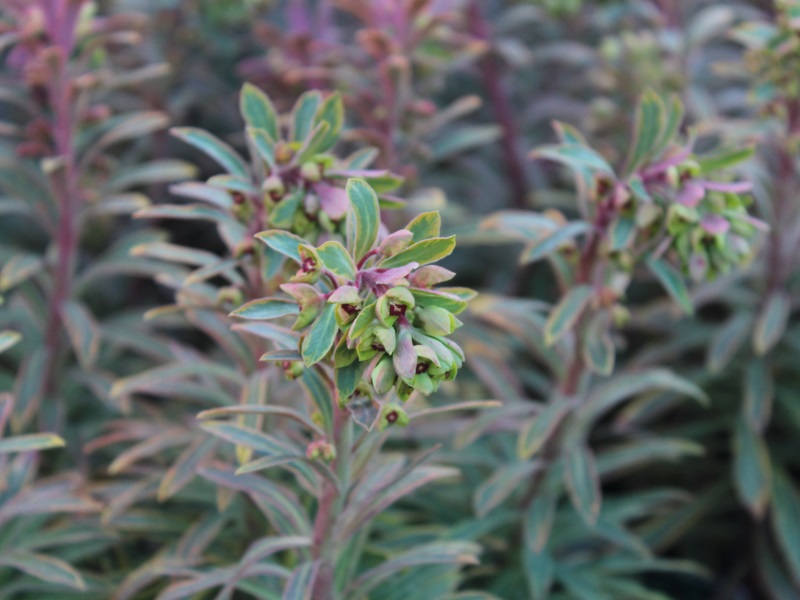 Euphorbia x martini 'Ascot Rainbow'-11448