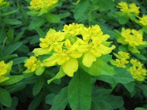 Euphorbia polychroma-0