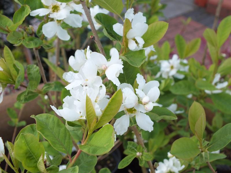 Exochorda korolkowii-3968