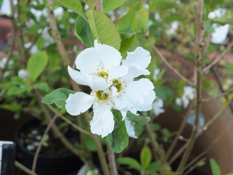 Exochorda korolkowii-3967