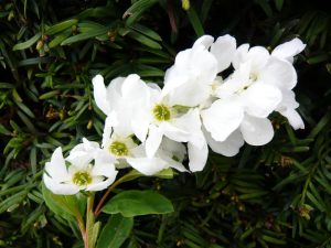 Exochorda korolkowii-0