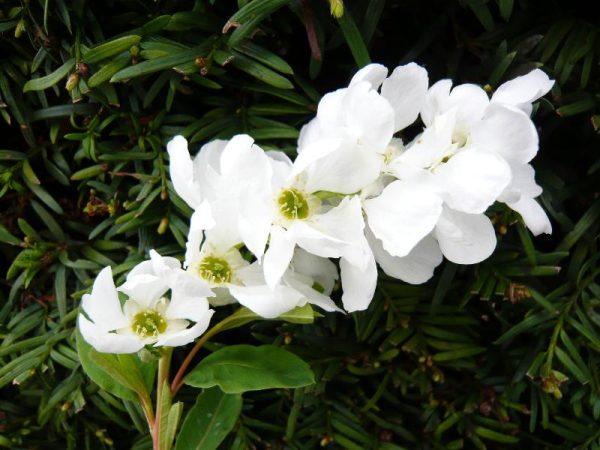 Exochorda korolkowii-0