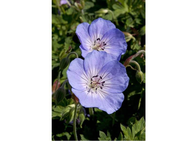 Geranium 'Azure Rush'-4647