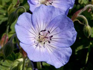 Geranium 'Azure Rush'-0