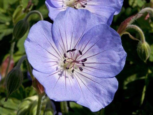 Geranium 'Azure Rush'-0