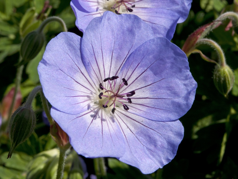 Geranium 'Azure Rush'-0