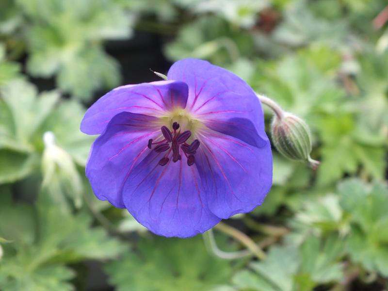 Geranium 'Azure Rush'-4965