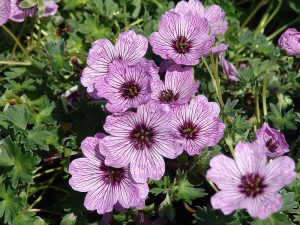 Geranium cinereum 'Ballerina'-0