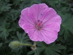 Geranium sanguineum 'Glenluce'-0