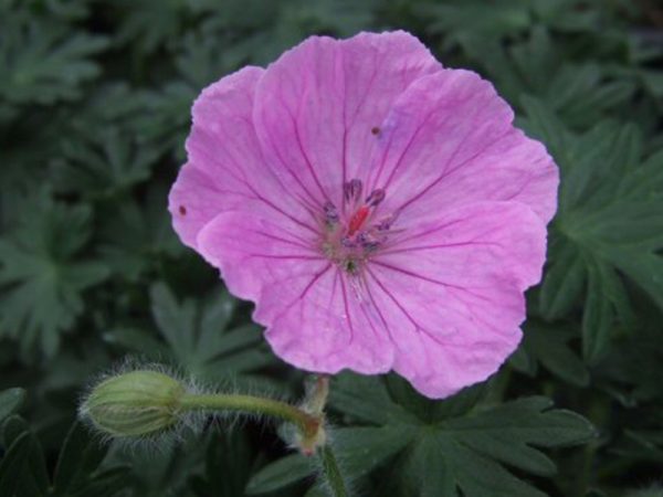 Geranium sanguineum 'Glenluce'-0