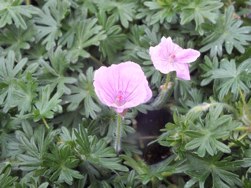 Geranium sanguineum 'Glenluce'-4393