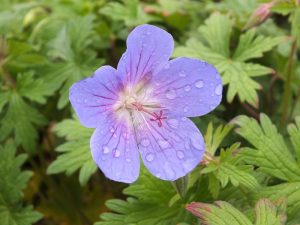 Geranium 'Johnson’s Blue'-0