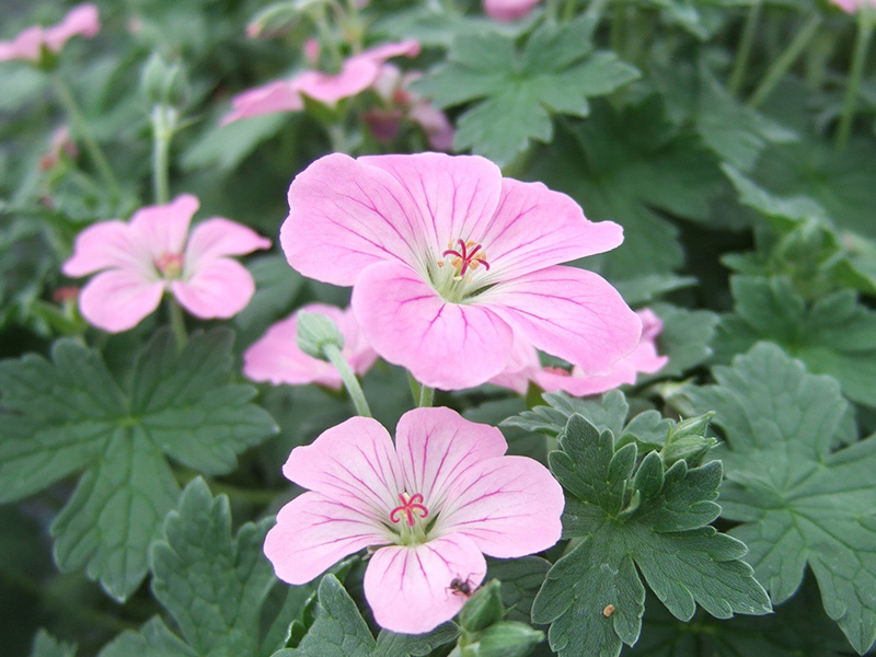 Geranium 'Mavis Simpson'-0