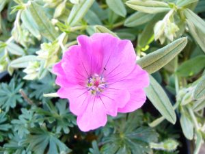 Geranium sanguineum 'Max Frei'-0
