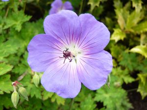 Geranium 'Rozanne'-0