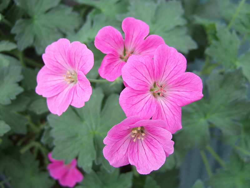 Geranium x riversleanum 'Russell Pritchard'-0