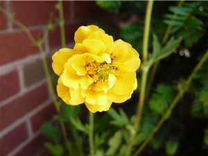 Geum 'Lady Stratheden'-0