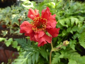 Geum 'Mrs. J. Bradshaw'-0